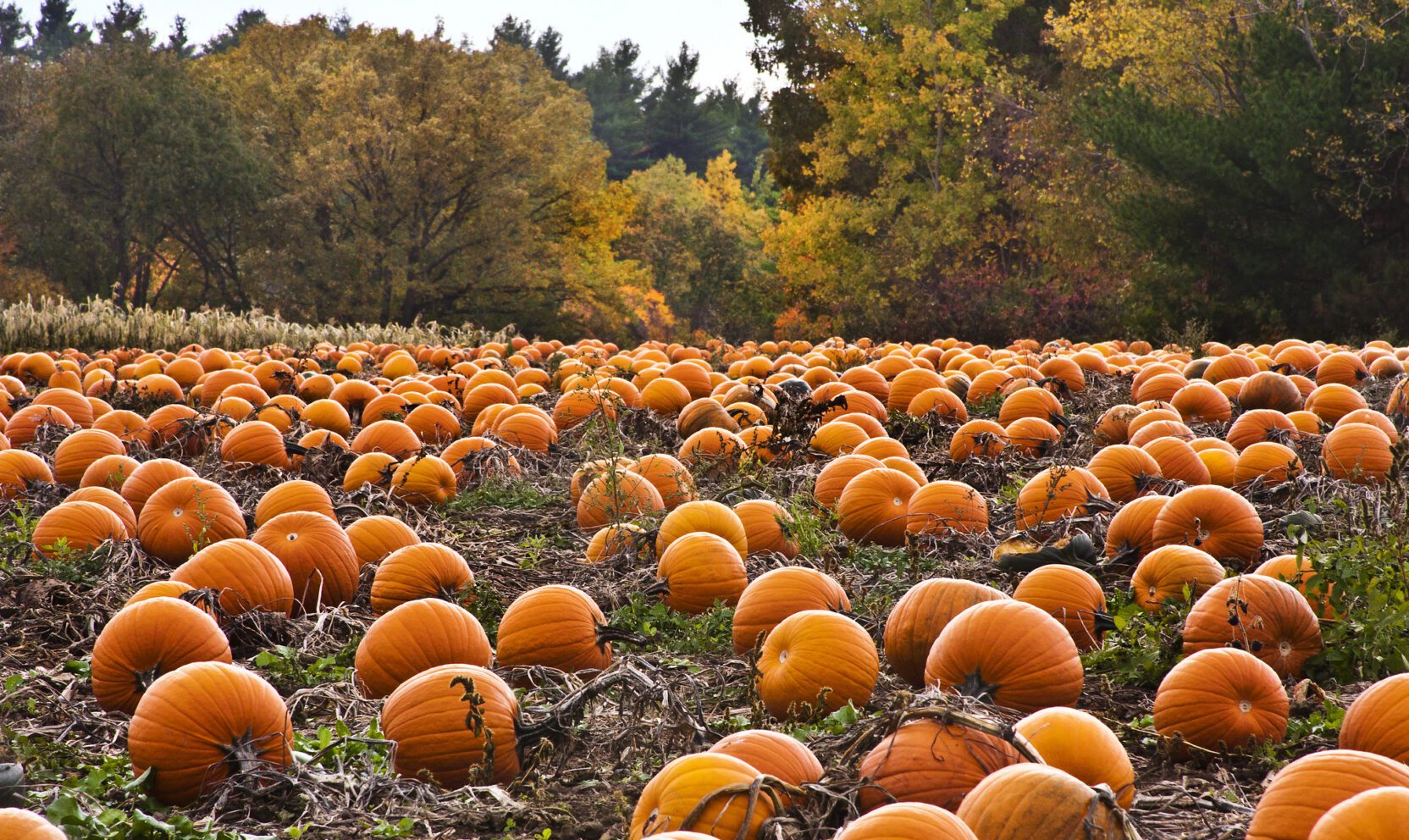 A field of pumpkins